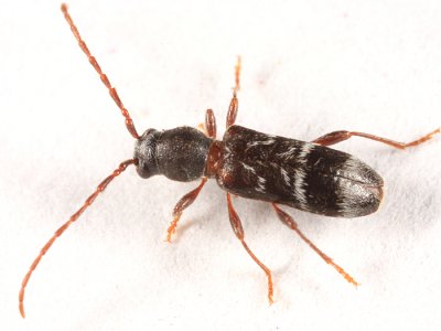 Microclytus compressicollis