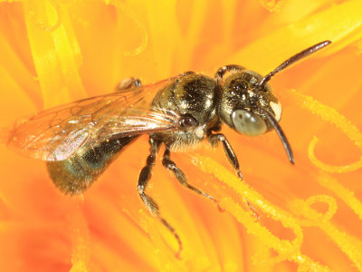 Ceratina Subgenus Zadontomerus