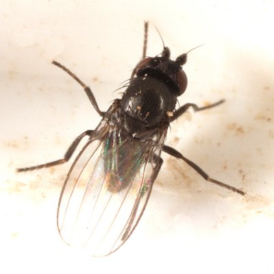 Phyllomyza sp.