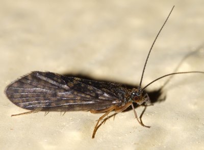 Rhyacophila acutiloba