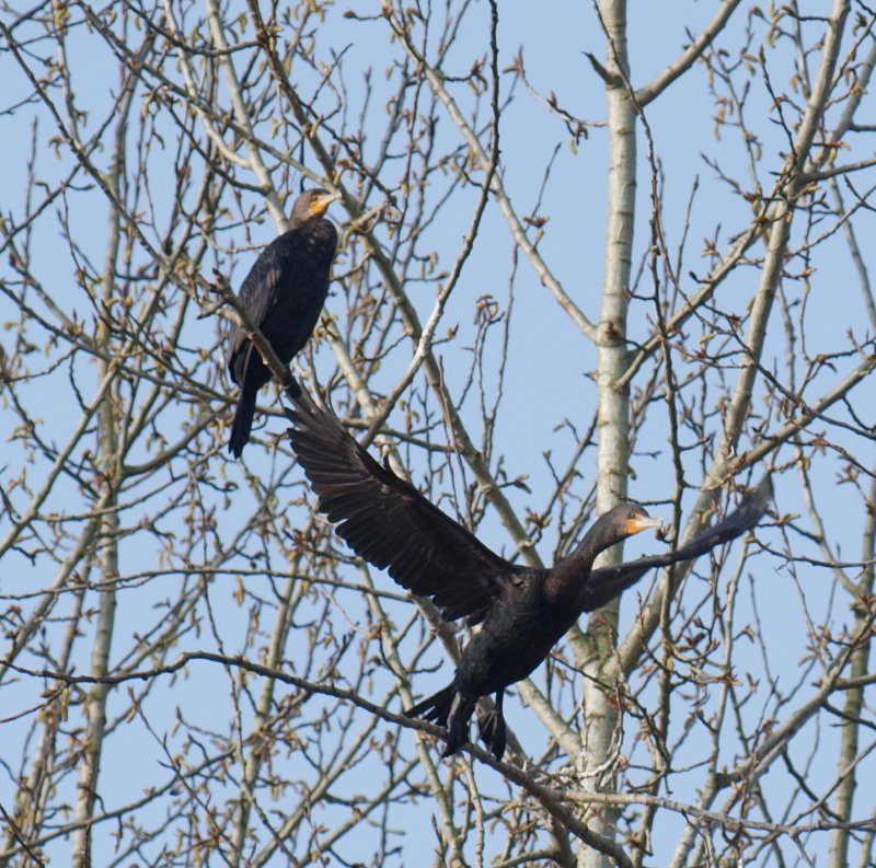 Cormorant