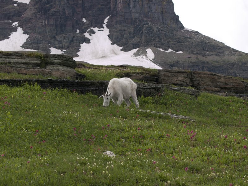 glacierNP_10_052.JPG