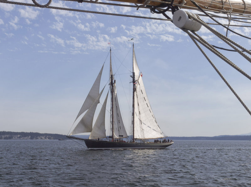 Pacific Grace