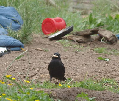 Crow making off with a cracker