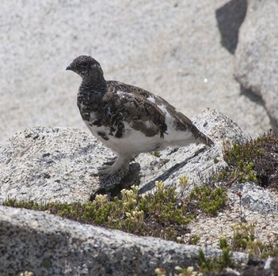 Ptarmigan