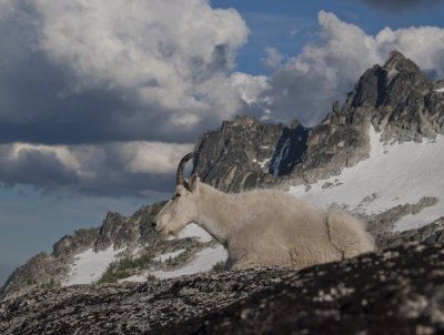 Goat and McClellan Peak