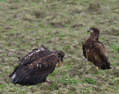 Immature Bald Eagles