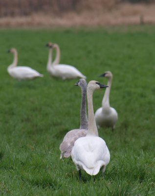 Trumpeter Swan