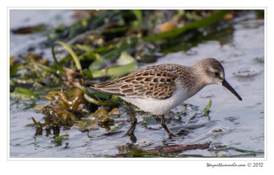 Sandpipers (Aug 2012)