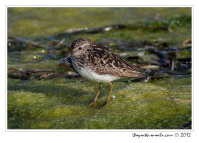 Sandpipers (Aug 2012)