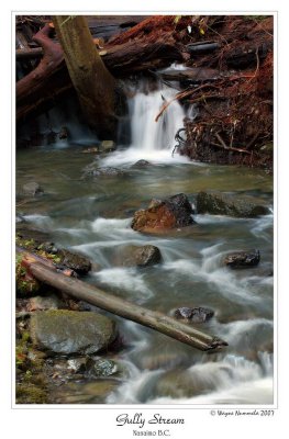 Gully, Nanaimo (Dec 2007)