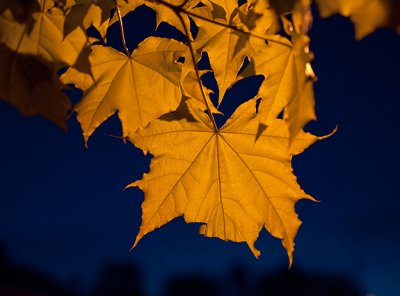 Maple Leaf Transilluminated at Night