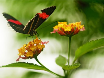 Butterfly and bokeh