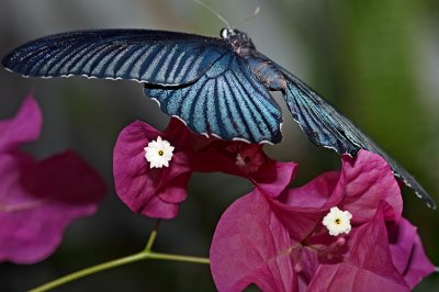 Blue Morpho Butterfly