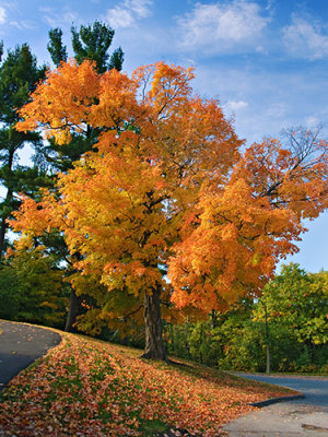 Rockcliffe Park