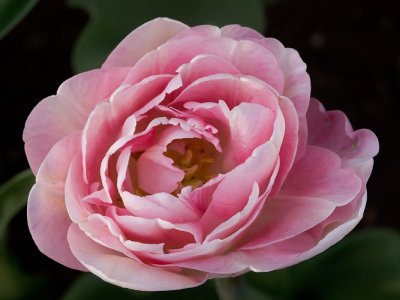 Rose-like Tulip