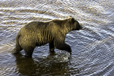Bear in Spasski River, Chichagof Island