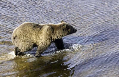 Bear still in Spasski River, Chichagof Island