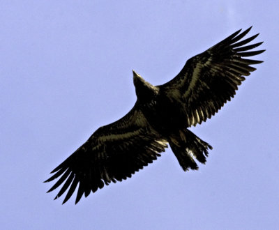 Immature Bald Eagle on the Wing- Spasski River, Chichagof Island