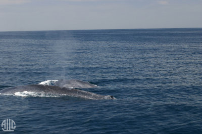 Blue Whales- Bay of Islands