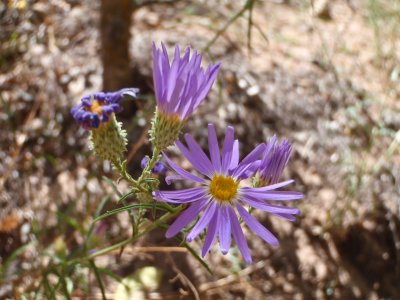 American Southwest 2009