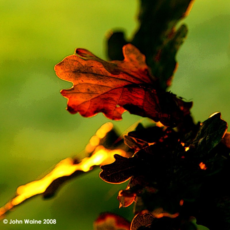 Autumn Oak