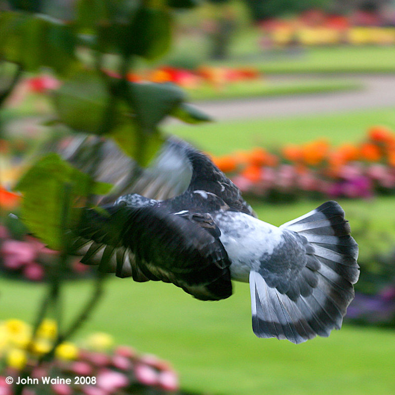 In Flight