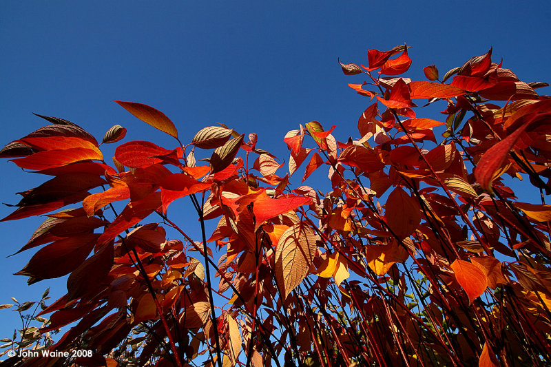 Blue Skies!