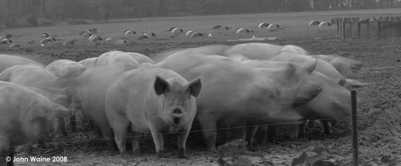 Feeding Frenzy (with 'Hamblur')