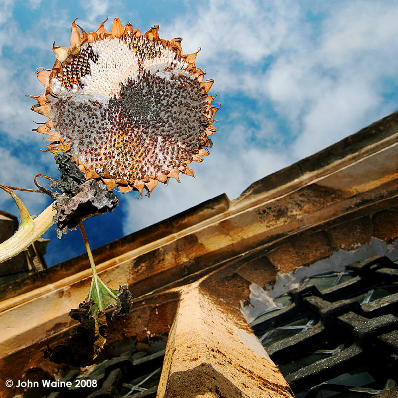 Blue Sky and Sun......flower