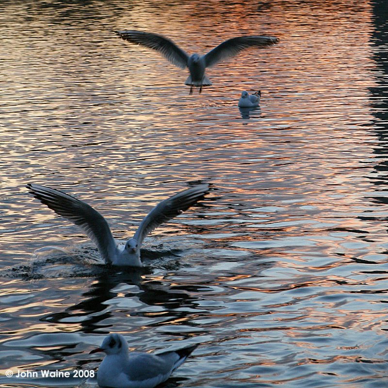 Landing On The Serpentine