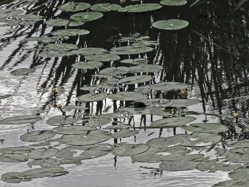 Waterscape