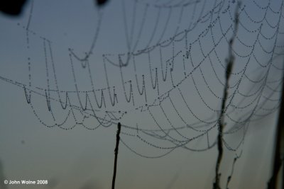 Dewdrops At Dawn