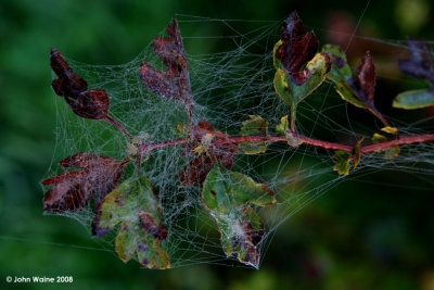 Webs & Droplets (Best Viewed AT Original)