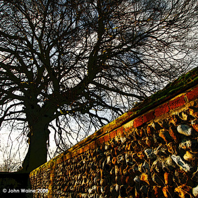 Tree and Wall