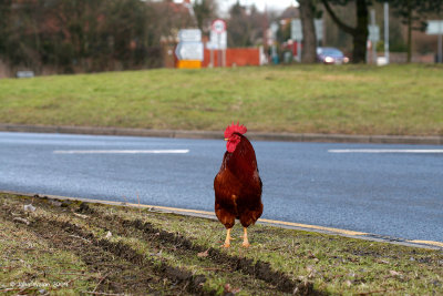 Why DID the chicken cross the road?