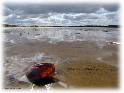 Sun Shines thru Sea Shore Shell