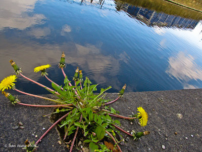 Growing On The Quayside