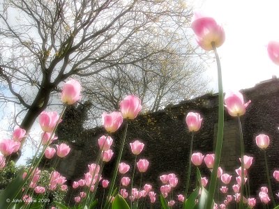 Tulips In The Abbey Gardens