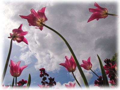 Tulips In The Abbey Gardens 2