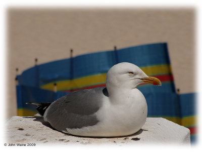 Pasty Pirate - Gull-ty as Charged!