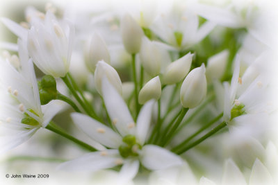 Wild Garlic