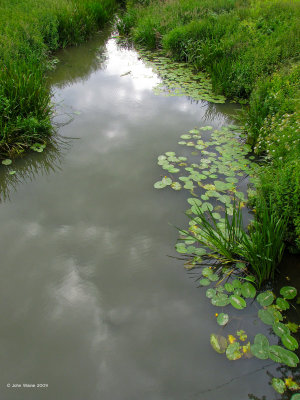 Sky, Water & Lily Pads