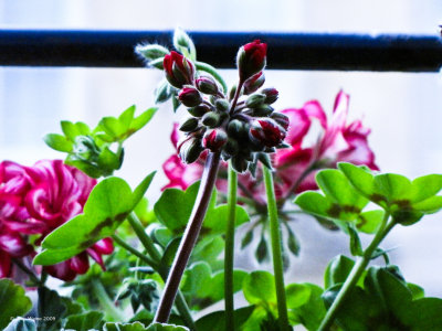 IMG_2355-Edit-2 copy.jpg