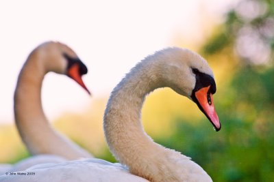 Swan & Wife