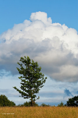 One Tree, One Cloud