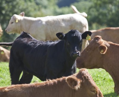 Cows and Calves