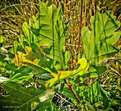 Oak Sapling