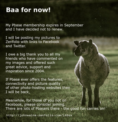 Baa For Now!