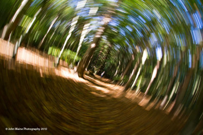 Forest Vortex